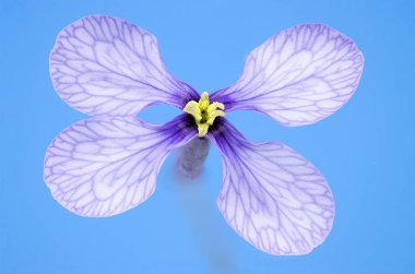 Mavi Arkaplanda Mor Hardal Çiçeğinin Detaylı Macro 'su, Moricandia arvensis çiçeği