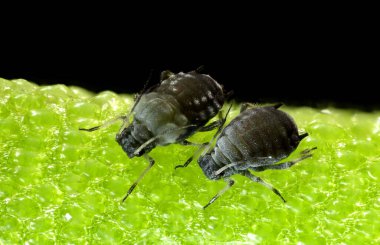 Canlı Yeşil Yüzeyde İki Yaprak Bitinden Uçuk Makro