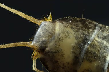 Silverfish Head Macro 'su, Lepisma saccharinum, Detaylı Böcek Anatomisi