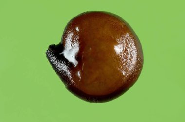 Yeşil Arkaplanda Yığılma Tekniğiyle Kırmızı kinoa tohumunun Macro Resmi