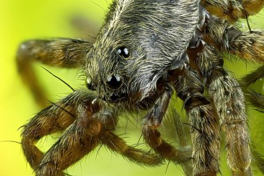Bir Kurt Örümceğinin Aşırı Yakın Çekimi, Sarı-Yeşil Arkaplanda Lycosidae