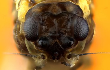 Bir Mayıs Sineğinin Aşırı Yakın Çekimi, Ephemeroptera Başı Bileşik Gözler ve Detaylı Anatomi