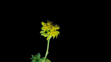 Açık Sarı Yıldız Çiçekleri 'nin dramatik yakın çekimi Aeonium arboreum Inflorescence Karşısında Bir Stark Siyah Arkaplan