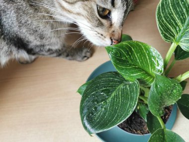 Bahçe işleri, kedi kafası, bitkiler ve doğa konsepti. Ev bahçesindeki ıslak Philodendron çiçeğine yakın çekim.