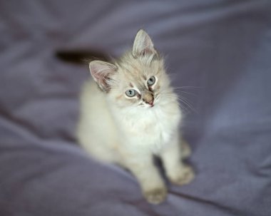 Beyaz, küçük ve sevimli kedi yavrusu..