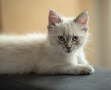 Beyaz, küçük ve sevimli kedi yavrusu..