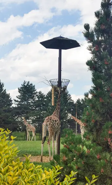 Stock image Three large giraffes walk in the meadow