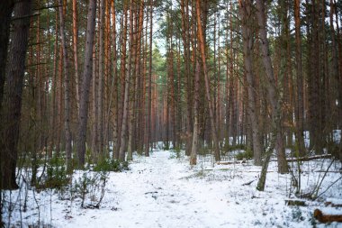 Kış ormanı manzarası. Beyaz karların arasında uzun ağaçlar