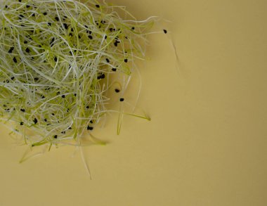 Taze pırasa filizleri yenmeye hazır.