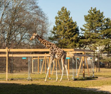 Parktaki güzel zürafa