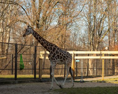 Parktaki güzel zürafa