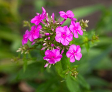 Phlox panikledi. Pembe Alev, Bahçe Phlox