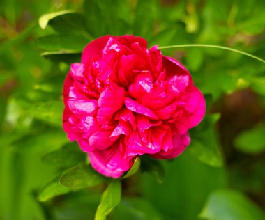 Lezzetli kırmızı bir şakayık çiçek açmış