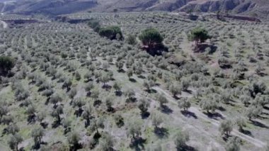 Bir zeytin çiftliğinin havadan çekilmiş videosu, video İHA ile kaydediliyor, yerde taşlar ve çimenler var, bir dağ bölgesi. 