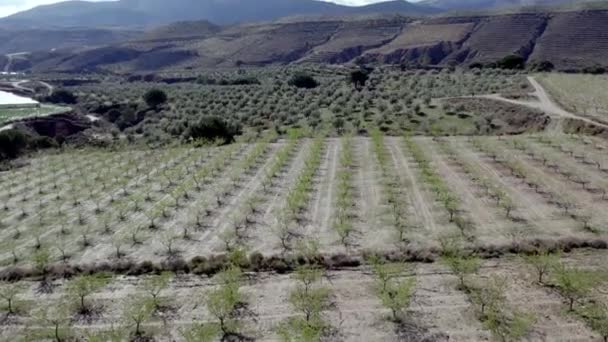 Летать Урожай Миндаля Оливковых Деревьев Угихаре Юге Испании Трава Камни — стоковое видео