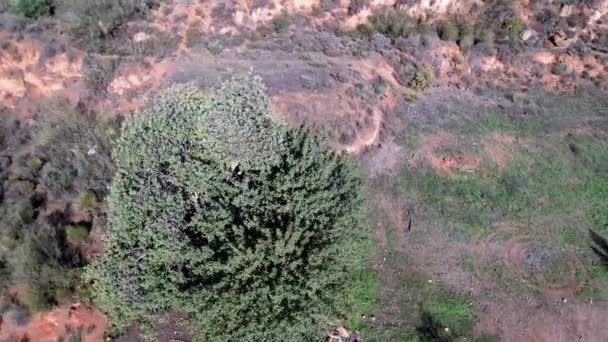 Sobrevoando Árvores Sul Espanha Árvores Arbustos Grama Pedras — Vídeo de Stock