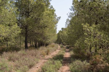 Çam ormanlarından geçen toprak yol, çalılar ve çimenler var, taşlar var, gökyüzü açık.