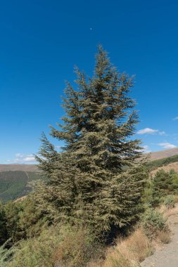 Sierra Nevada 'da bir köknar ağacı, ağaçlar ve çalılar var, gökyüzünde bulutlar var