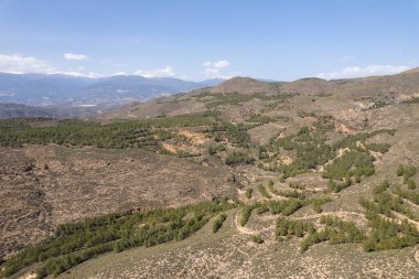 İspanya 'nın güneyindeki dağlık bir bölgede çam ormanı, dağlarda çalılar, gökyüzünde çok az bulut var.