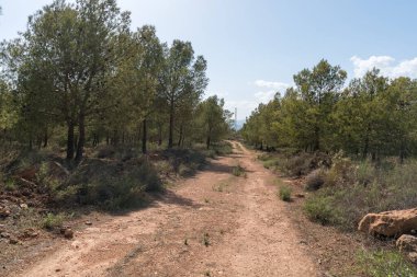 Endülüs 'ün güneyindeki toprak yolda çam ormanları ve çalılar var, taşlar var, gökyüzü açık.