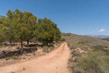 Endülüs 'ün güneyindeki toprak yolda çam ormanları ve çalılar var, taşlar var, gökyüzü açık.