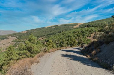 Güney İspanya 'da Sierra Nevada' da toprak yol taşları, çam ormanları ve çalılar var, gökyüzünde bulutlar var.