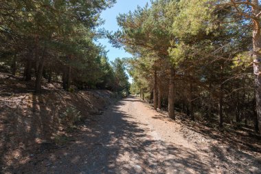 Güney İspanya 'da Sierra Nevada' da toprak yol taşları, çam ormanları ve çalılar var, gökyüzü açık.