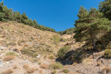 Sierra Nevada 'daki çam ormanı, dağlık bir bölge, çalılar var, gökyüzü açık.