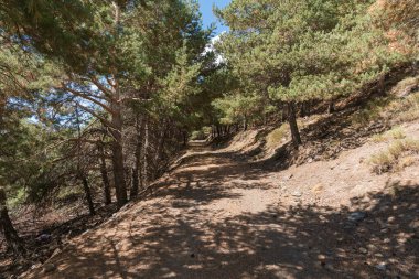 İspanya 'nın güneyinde Sierra Nevada dağları, bir çam ormanı ve çalılar var, toprak bir yol var.