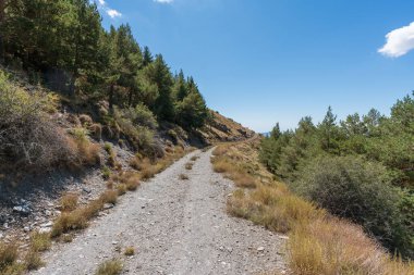 İspanya 'nın güneyinde Sierra Nevada dağları, bir çam ormanı ve çalılar var, toprak bir yol var, gökyüzü açık.