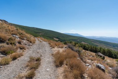 Güney İspanya 'da Sierra Nevada' da toprak yol taşları, çam ormanları ve çalılar var, gökyüzü açık.