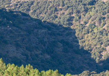 Sierra Nevada 'daki Pine and holm meşe ormanı bir dağ bölgesi, sarp bir arazi.