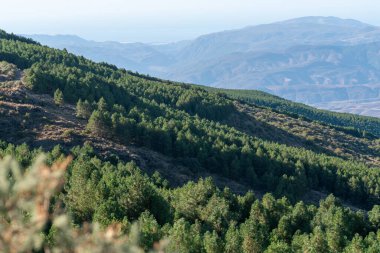 Sierra Nevada 'da çam ormanı var, çalılar var, dağlık bir bölge, gökyüzü açık.