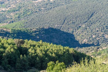 Sierra Nevada 'daki Pine and holm meşe ormanı bir dağ bölgesi, sarp bir arazi.