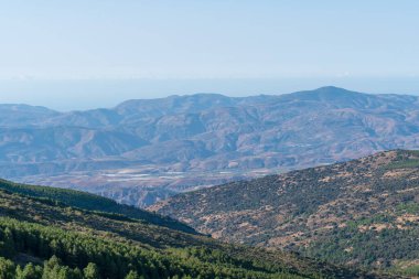 Granada 'nın güneyindeki dağlık bölgede (İspanya) çam ağaçları ve holm meşesi ormanları vardır.
