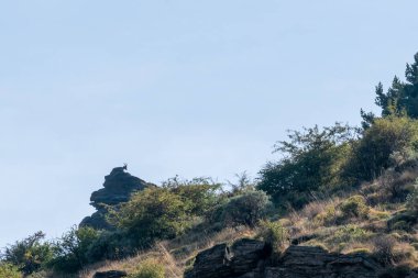 Mountain goat lying on top of a rock, there are bushes and trees, the sky is clear