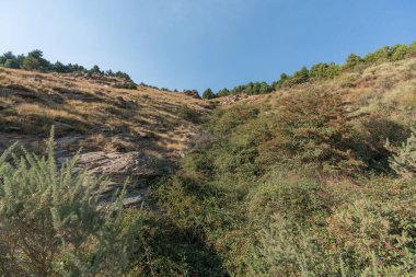 vegetation in a Sierra Nevada mountain, there are bushes and pine trees, there are stones and rocks, the sky is clear