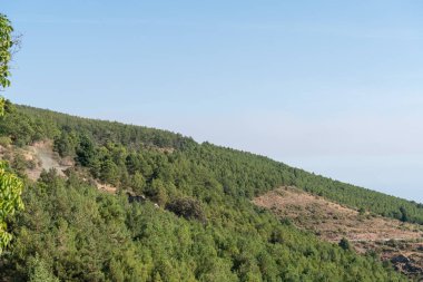 Güney İspanya 'da Sierra Nevada dağları, çam ağaçları ve çalılardan oluşan bir orman var, gökyüzü açık.