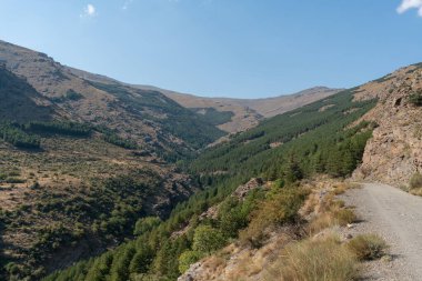 Güney İspanya 'da Sierra Nevada dağları, çam ağaçları ve çalılardan oluşan bir orman var, gökyüzü açık.