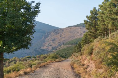 Güney İspanya 'da Sierra Nevada' da toprak yol taşları, çam ormanları ve çalılar var, gökyüzü açık.
