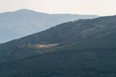 Güney İspanya 'da Sierra Nevada dağları, çam ağaçları ve çalılardan oluşan bir orman var, gökyüzü açık.