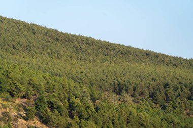 pine forest and shrubs in Sierra Nevada, the color of the leaves is green, the sky is clear