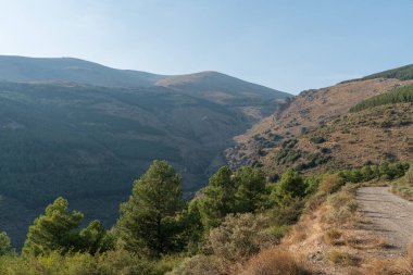 Güney İspanya 'da Sierra Nevada dağları, çam ağaçları ve çalılardan oluşan bir orman var, gökyüzü açık.