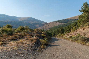 Güney İspanya 'da Sierra Nevada' da toprak yol taşları, çam ormanları ve çalılar var, gökyüzü açık.