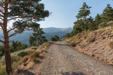 Güney İspanya 'da Sierra Nevada' da toprak yol taşları, çam ormanları ve çalılar var, gökyüzü açık.