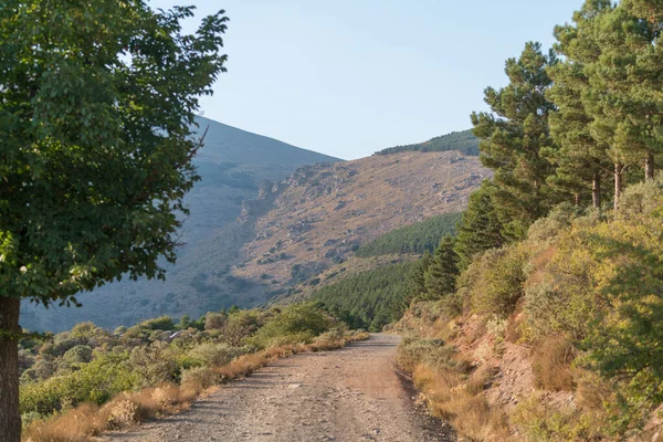 Güney İspanya 'da Sierra Nevada' da toprak yol taşları, çam ormanları ve çalılar var, gökyüzü açık.