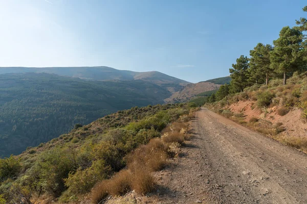 Güney İspanya 'da Sierra Nevada' da toprak yol taşları, çam ormanları ve çalılar var, gökyüzü açık.