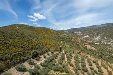 Granada 'nın güneyindeki dağlık arazide zeytin ağaçları yetiştiriliyor, dağda çalılar var, gökyüzünde bulutlar var.
