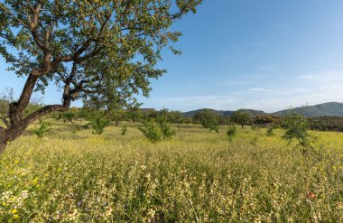 İspanya 'nın güneyinde badem ağaçları ve çimenler çiçek açıyor, badem ağaçlarının yeşil yaprakları var, dağlar var ve gökyüzü açık.