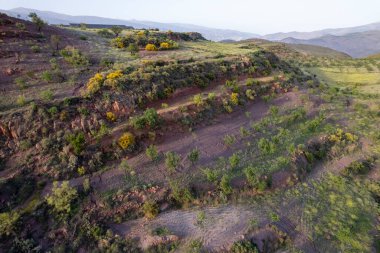 Dağlık bir alanda badem ağaçları yetiştiriliyor. Teraslı bir alan. Taşlar ve çimenler var.